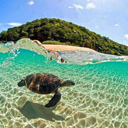 honu surf