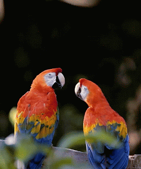 kissing macaws