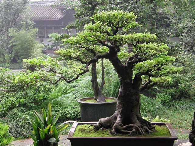 large bonsai