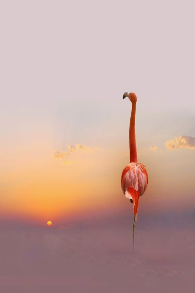 lone flamingo