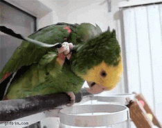 parrot_uses_own_feather_to_scratch_itself