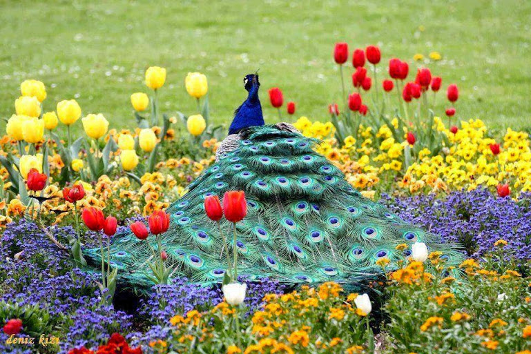 peacock garden