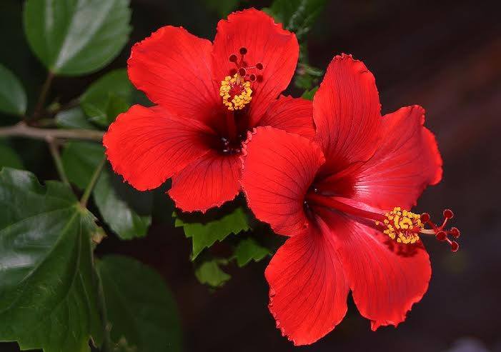 red duo hibiscus
