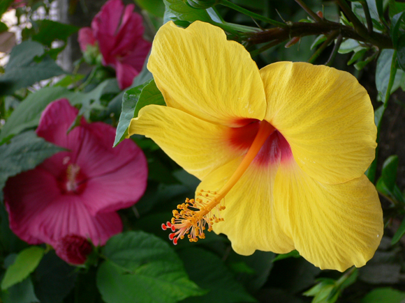 yellow hibiscus flower