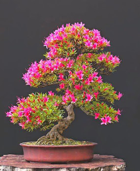 azalea-bonsai