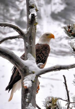 bald eagle winter