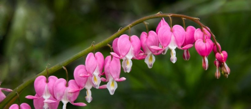 bfp_bleeding_heart_iii-960x420