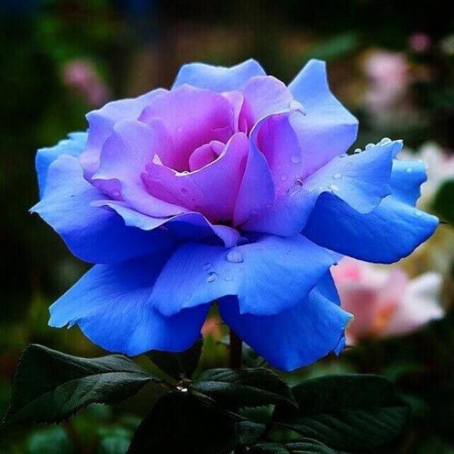 blue_rose