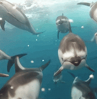 dolphins