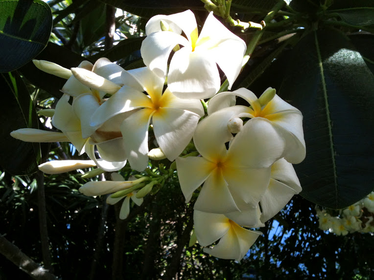 hawaiian plumeria