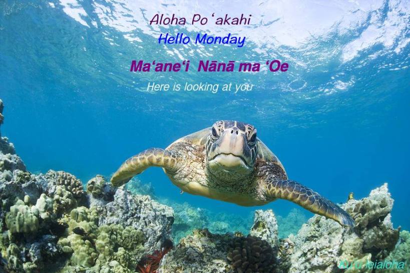 aloha_honu3
