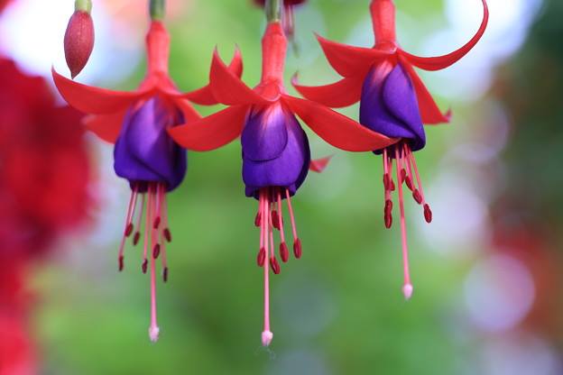 fuschia_trio