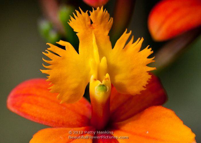 orchid stardust epidendrum