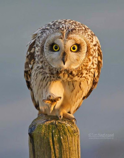 Spotted Owl