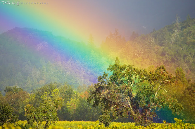 rainbow kissing tree