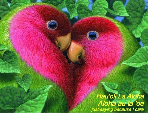 aloha_duet_parrots