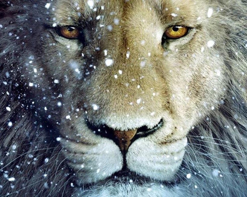 face_of_lion_eyes_aslan_snow_majestic_cats_ultra_3840x2160_hd-wallpaper-1558366