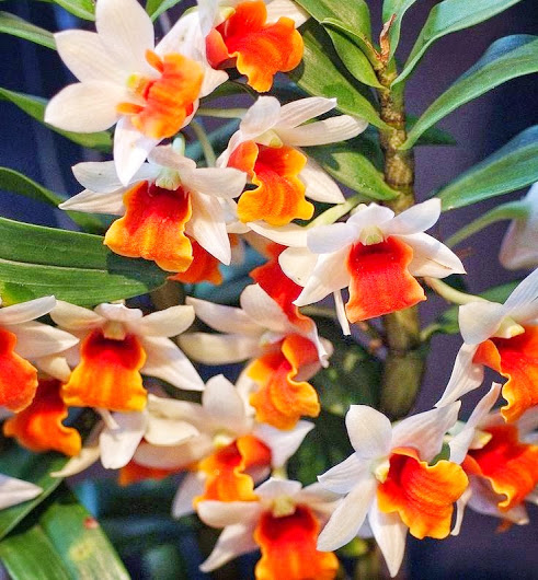 orchid_orangelips