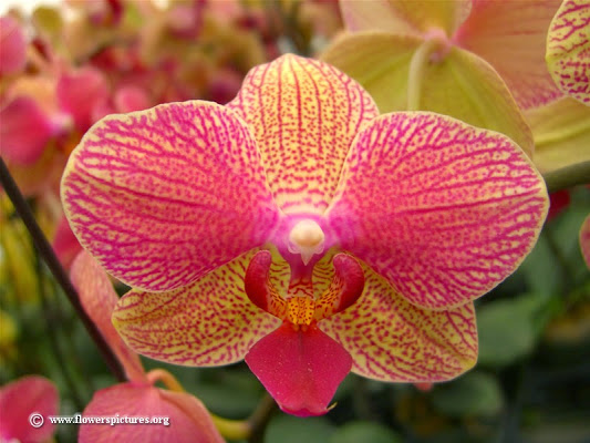 phalaenopsis-orchid-plant