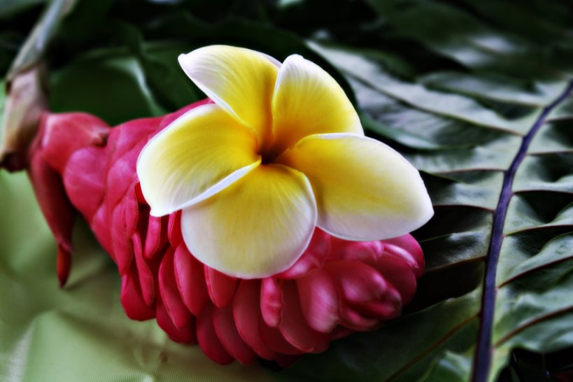 Plumeria Awapuhi