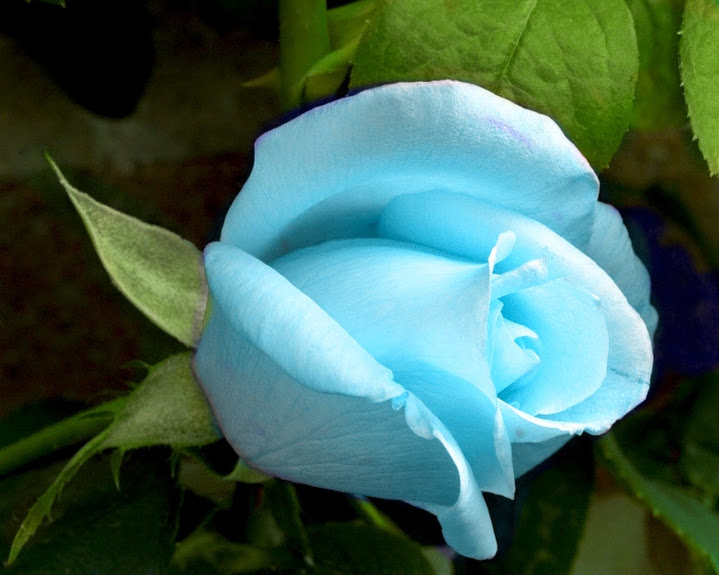 blue_rose