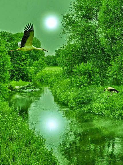 cranes_emerald stream