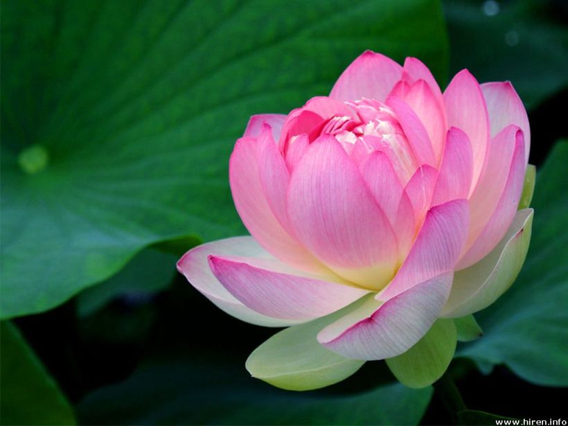 flowers_lotus 10