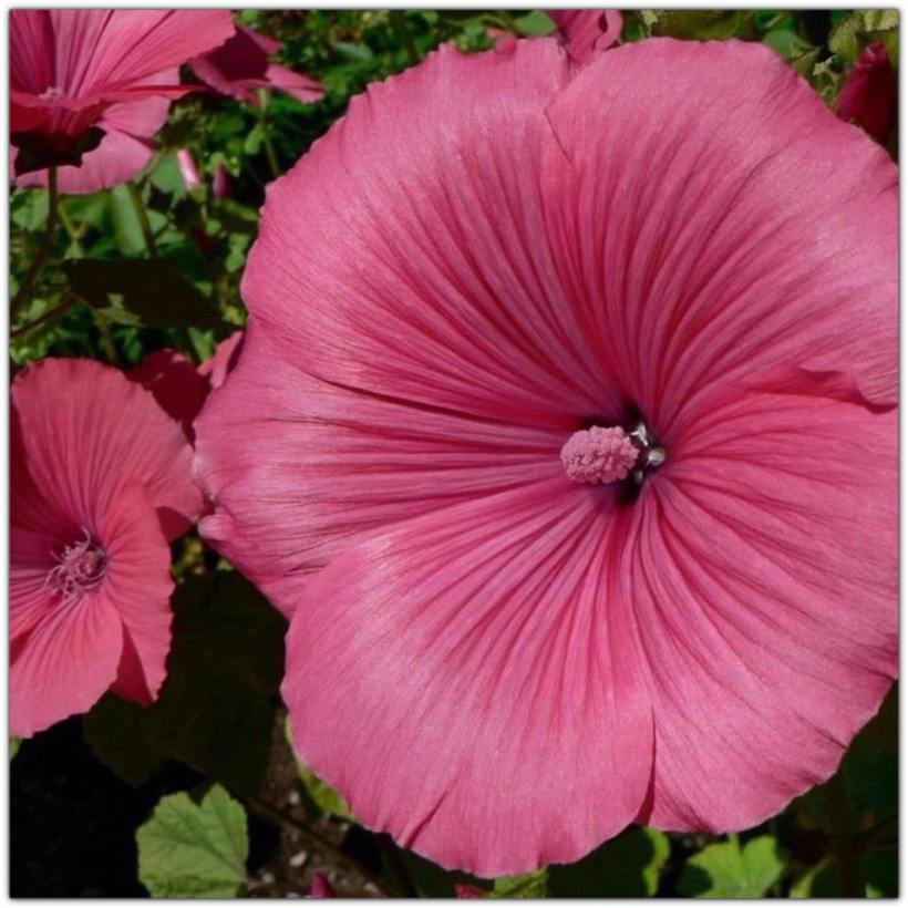 hibiscus_grandpink