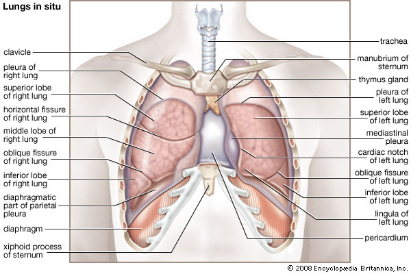 lung_anatomy