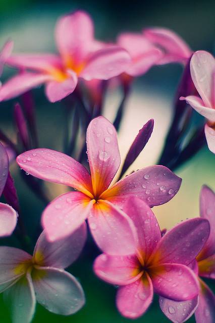 plumeria_small_violet