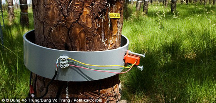 trees_nature_self_735_350