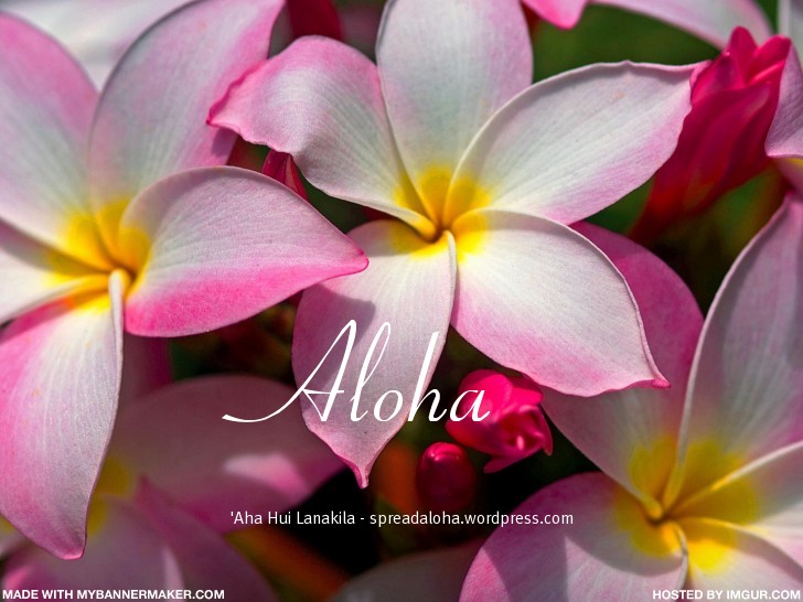 aloha_AHL_pinkplumies