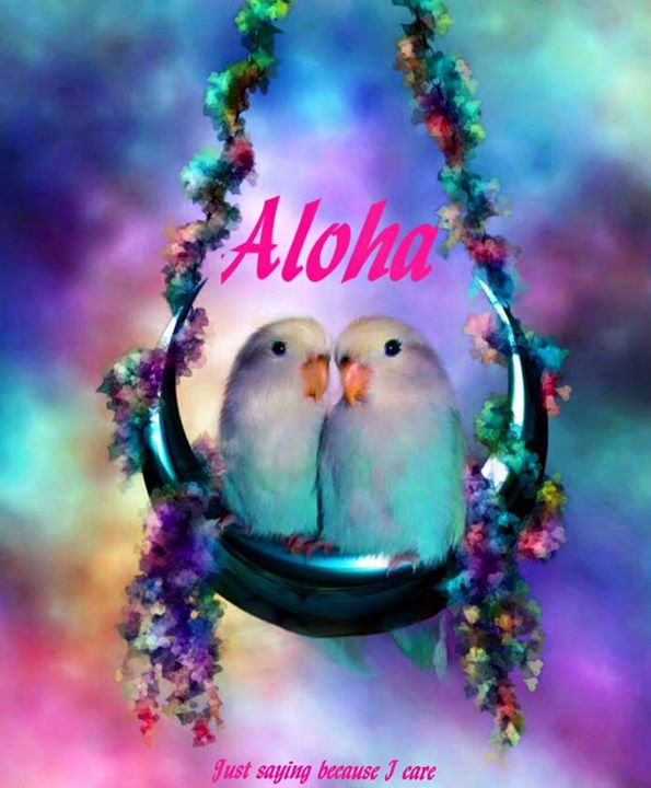 aloha_budgies