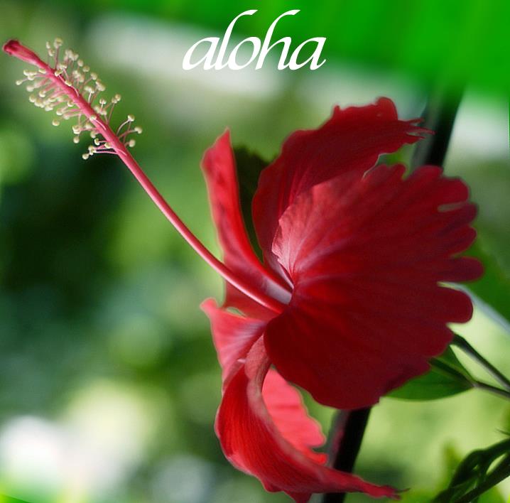 aloha_long_hibiscus