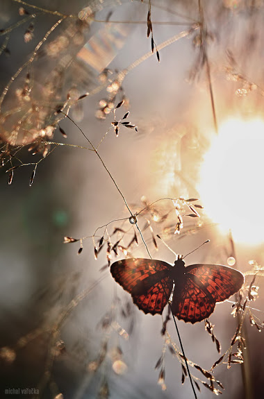 butterfly_sunlit