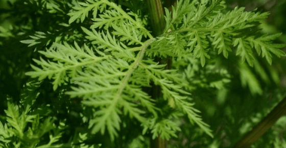 artemisinin which is a “Sweet wormwood” plant or “Artemisia Annua” derivative