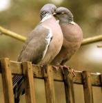 dove love