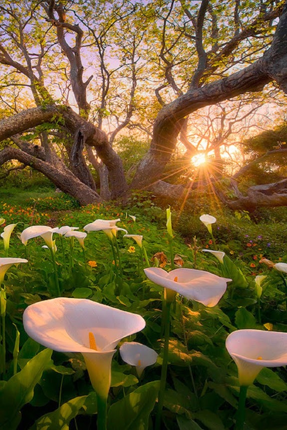 flowers_calla_lily_sunrise