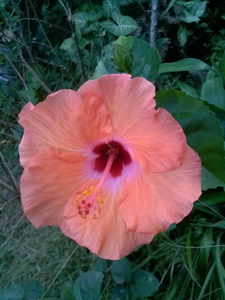 hibiscus_peachy