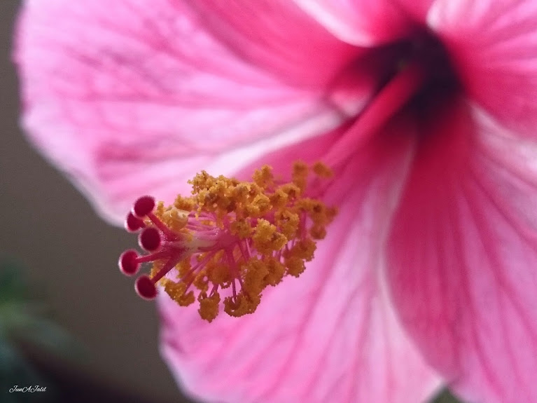 hibiscus_pinkmacro