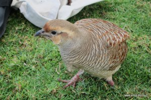 Gray Fracolin introduced to Hawaii in the 1950s from India