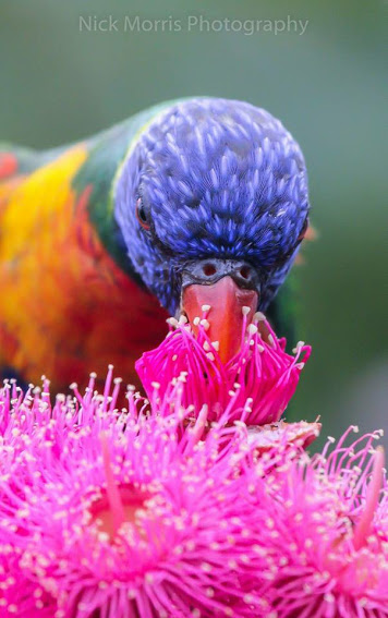 parrots_Rainbow macro