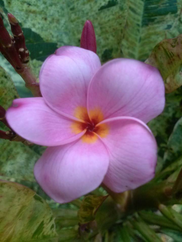 plumeria_lightpurple