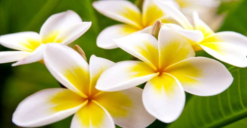 plumeria_regular