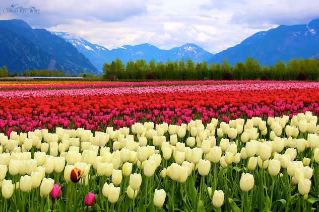 Tulip fields-Fraser Valley