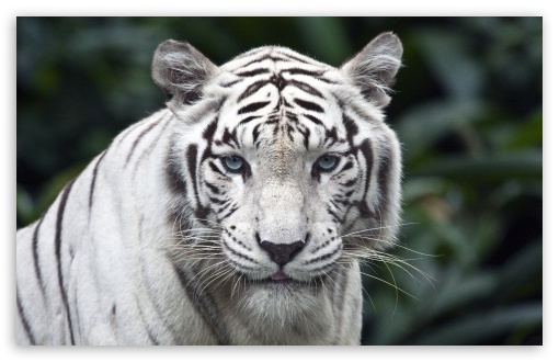 white_tiger-t2