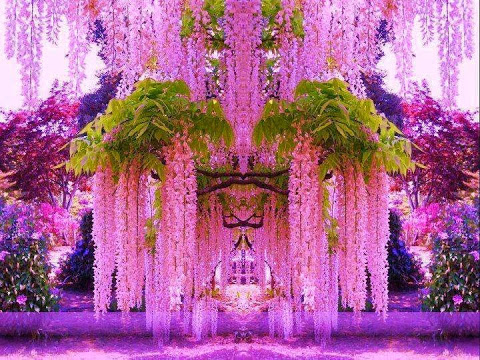 wisteria_Japan