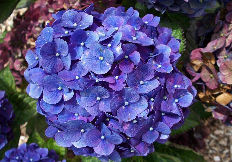 flowers_hydrangeaBLUE