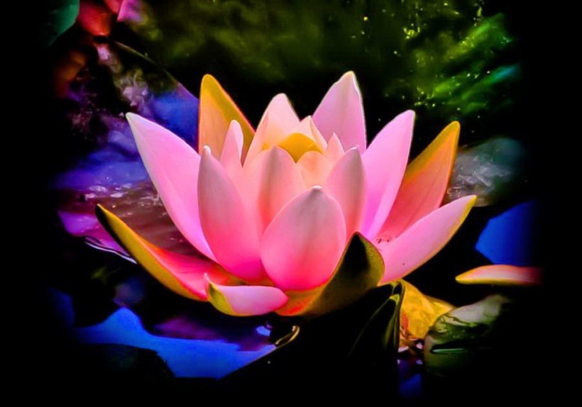 lotus_glow_pink