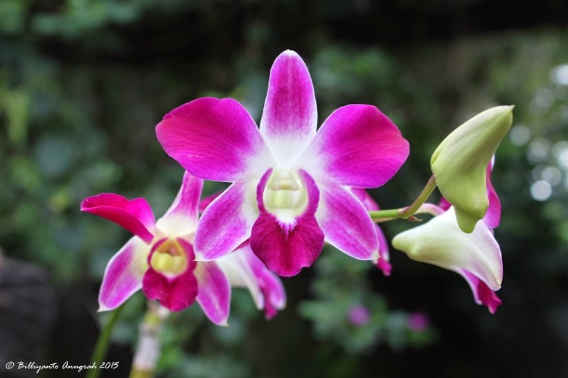 orchids_dendro_macro